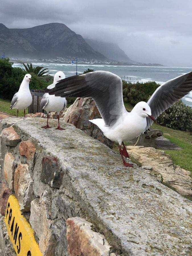 The Sun, Whales & Waves - Seafront Apartment Hermanus Eksteriør billede