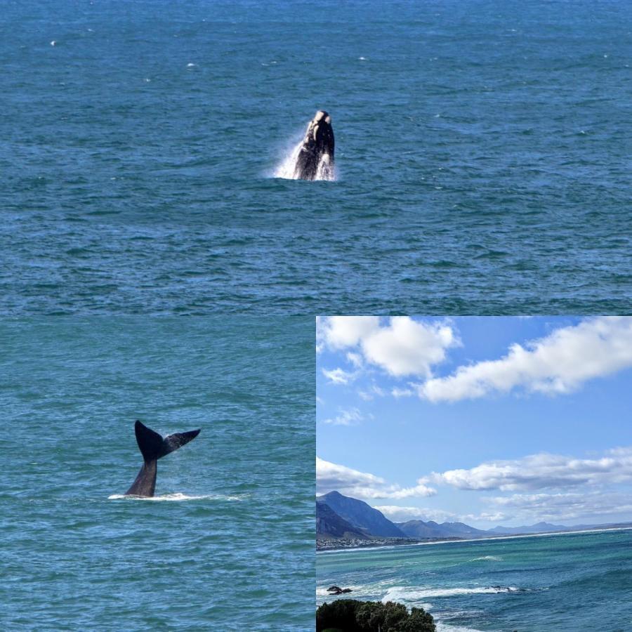 The Sun, Whales & Waves - Seafront Apartment Hermanus Eksteriør billede